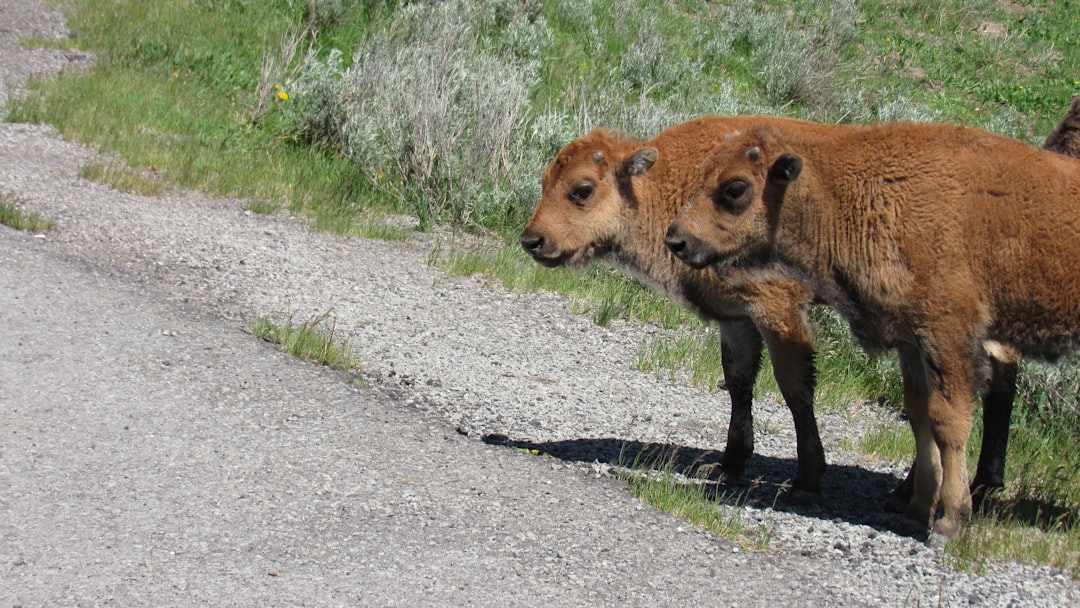 Bison calf in Yellowstone Lamar Valley