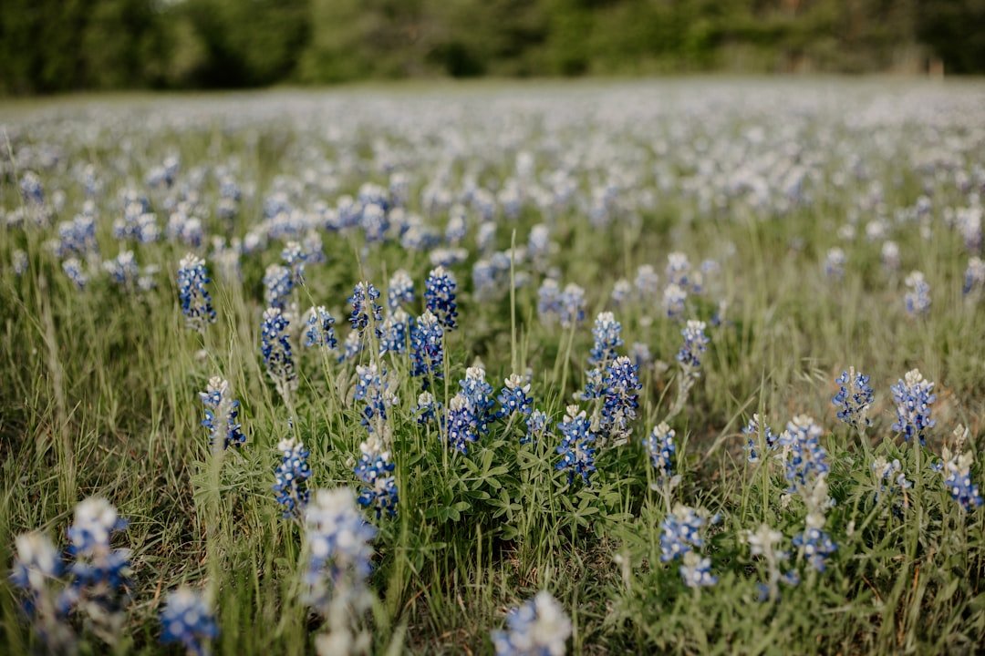 Bluebonnet flowers blooming in Texas landscape