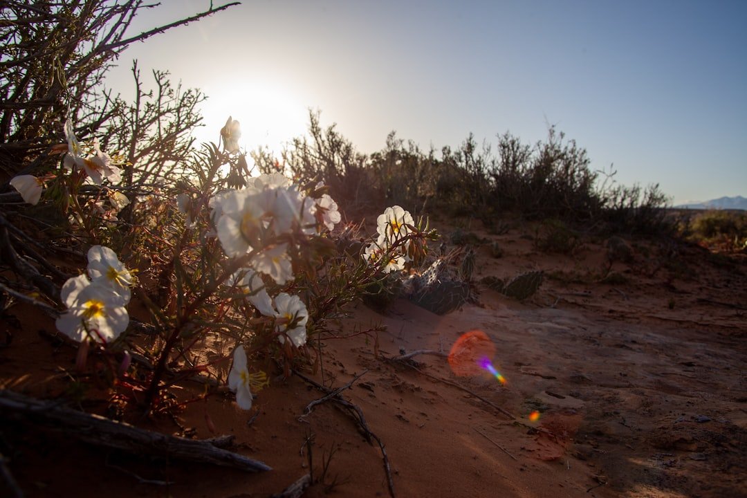 Red rock desert landscape with spring wildflowers