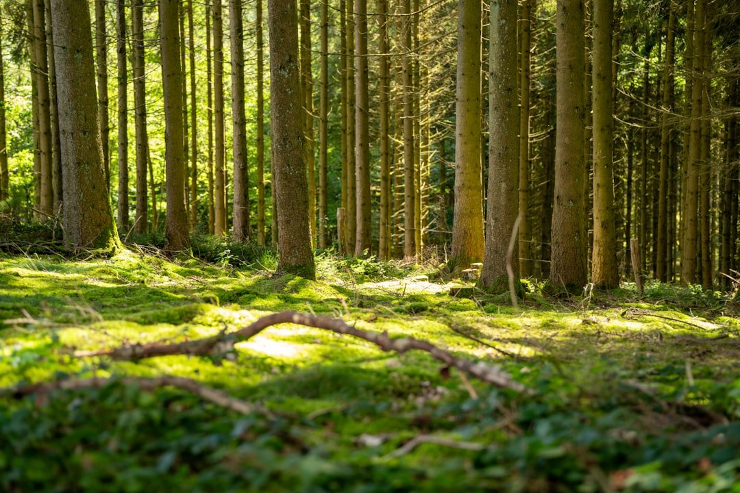 Quiet forest camping surrounded by tall trees