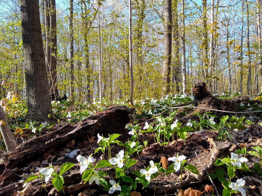 Forest trillium spring flowers
