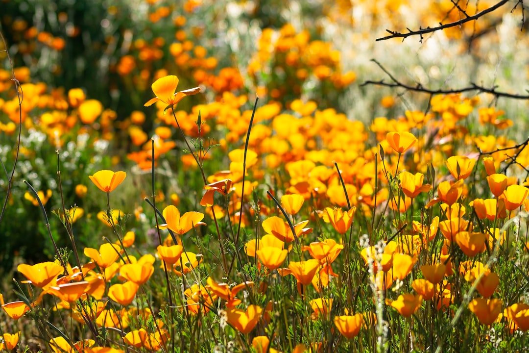 Orange California poppies carpeting desert hillsides