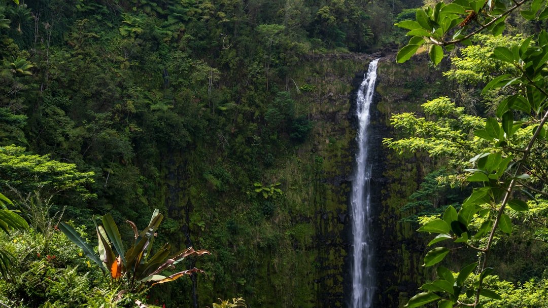 Cascading waterfall surrounded by lush green forest