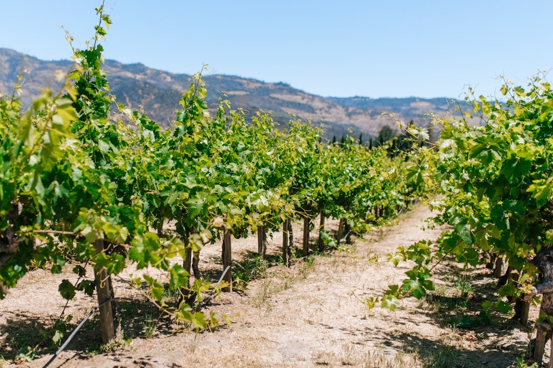 Wine tasting at a Calistoga vineyard with rolling Napa Valley hills