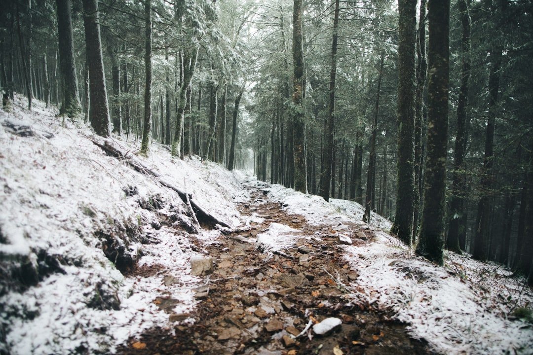 Forest trail in the Great Smoky Mountains