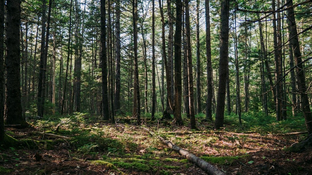 Sun-dappled pine forest trail winding through Acadia's wooded interior