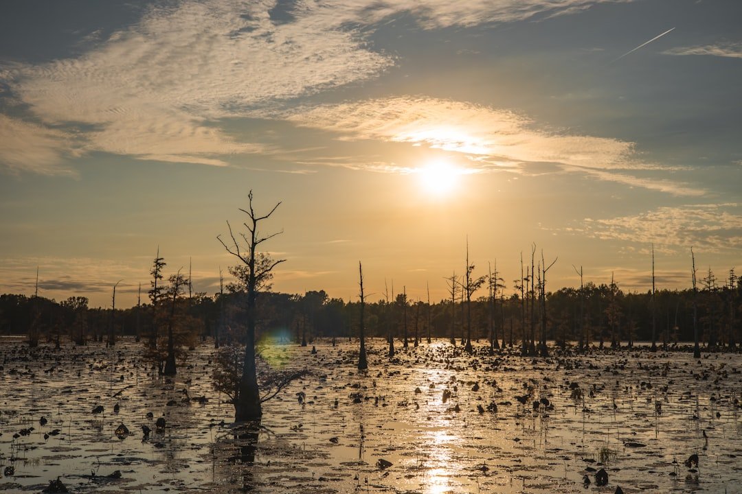 Louisiana bayou and swamp at sunset near Grand Isle