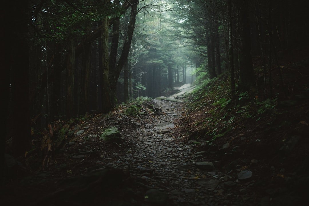Forest hiking trail through Appalachian woods