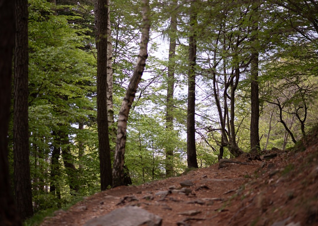 Peaceful hiking trail through scenic forest
