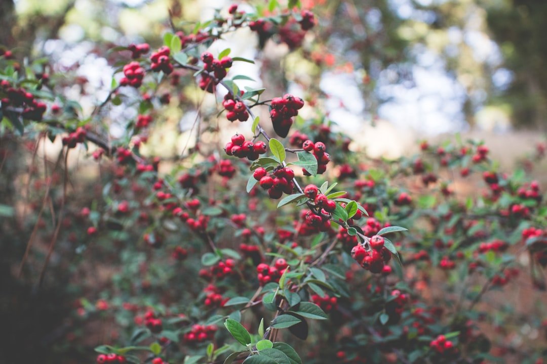 Wild huckleberries growing in the mountains