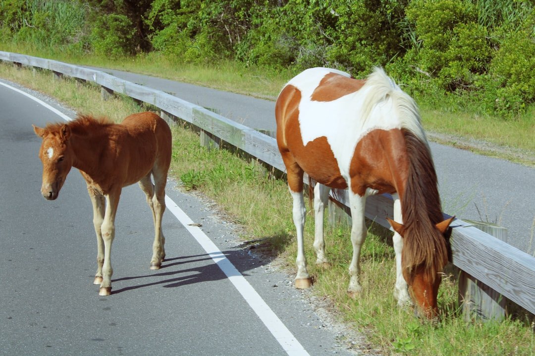 Wild horses grazing on a sandy beach near coastal dunes