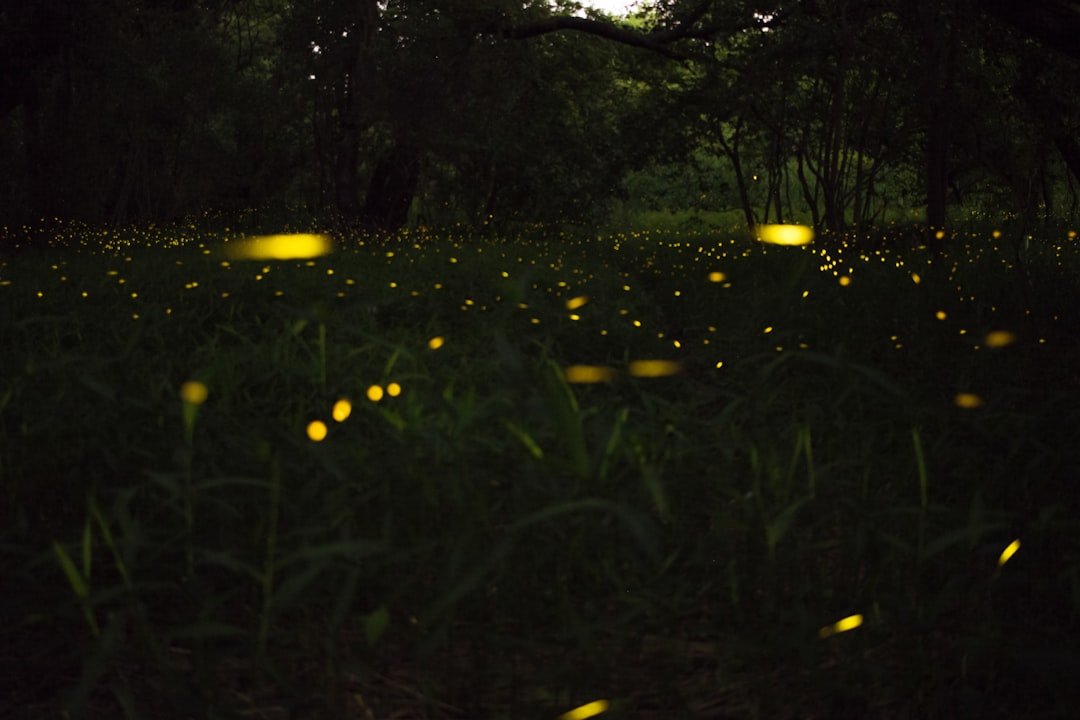 Fireflies illuminating a dark forest at night