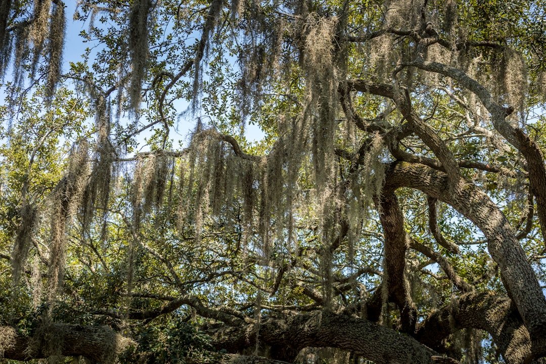 Southern live oak draped in Spanish moss