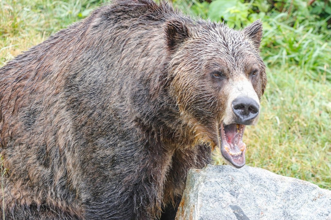Grizzly bear in wilderness habitat