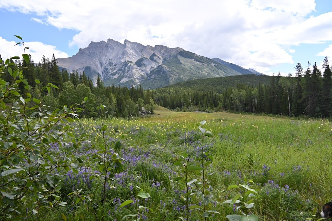 Wildflowers blooming in mountain meadow
