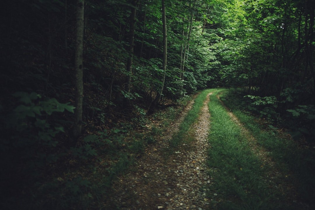Ozark forest hiking trails near Eureka Springs