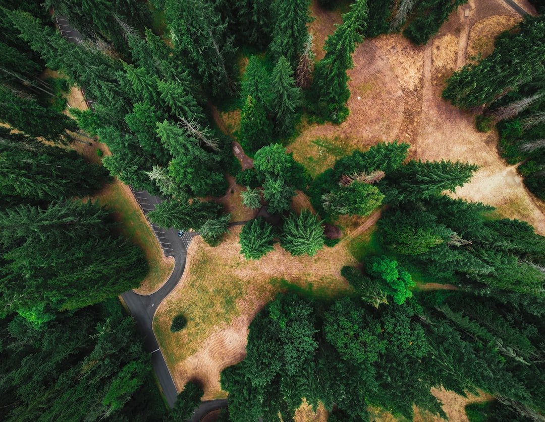 Oregon pine forest trail through towering ponderosa