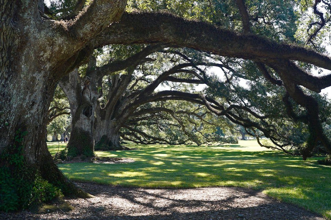 Southern plantation garden path under moss-draped oaks