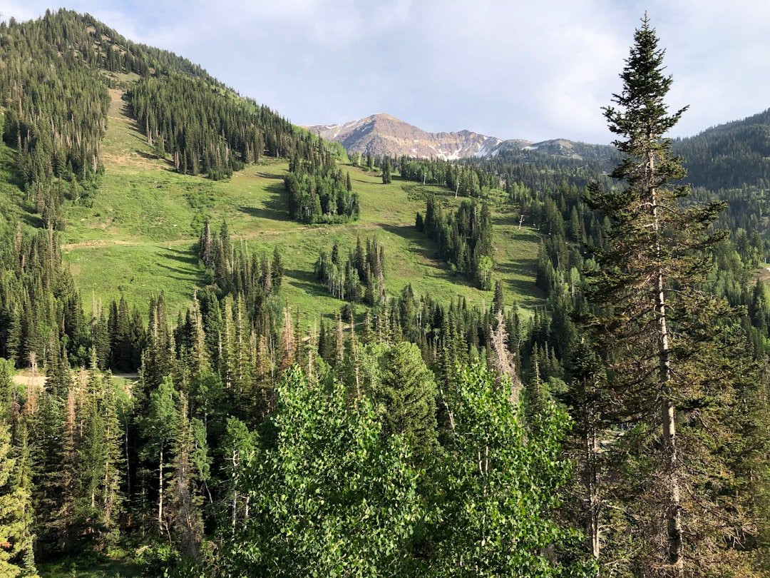 Lush green mountain resort in summer