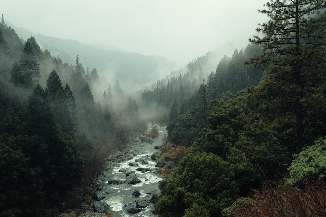 Misty forest campsite in the mountains at dawn