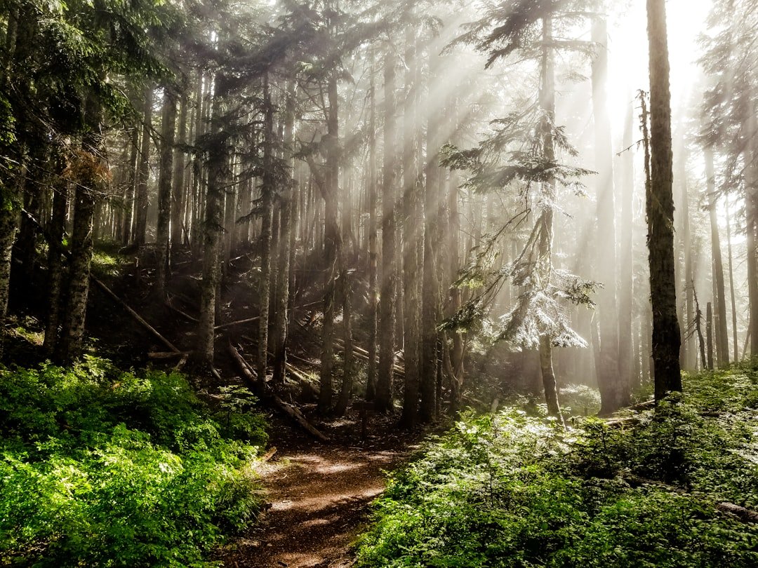 Hiking trail through mountain terrain in Oregon