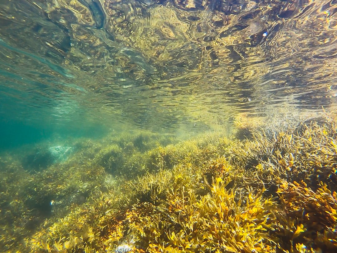 Snorkeling through kelp forest with fish