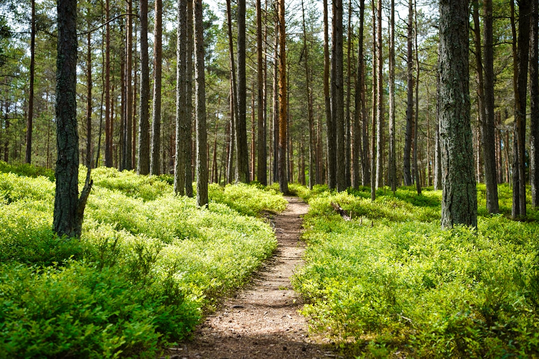 Hiker on a scenic summer forest trail with daypack
