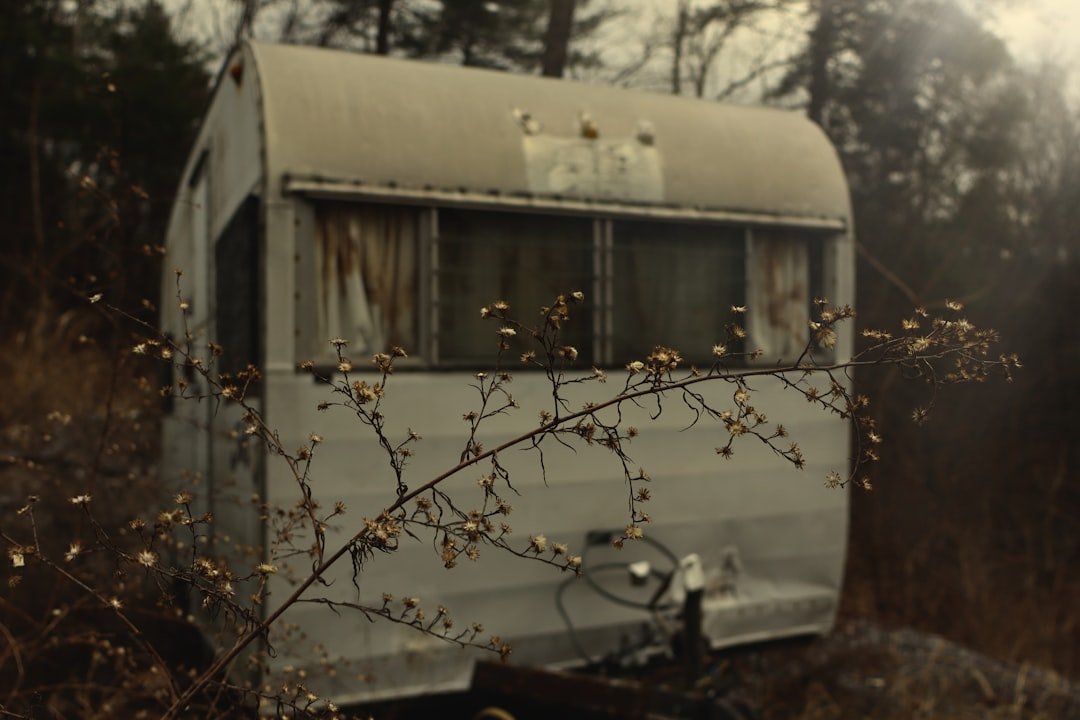 Travel trailer on forest road surrounded by tall trees
