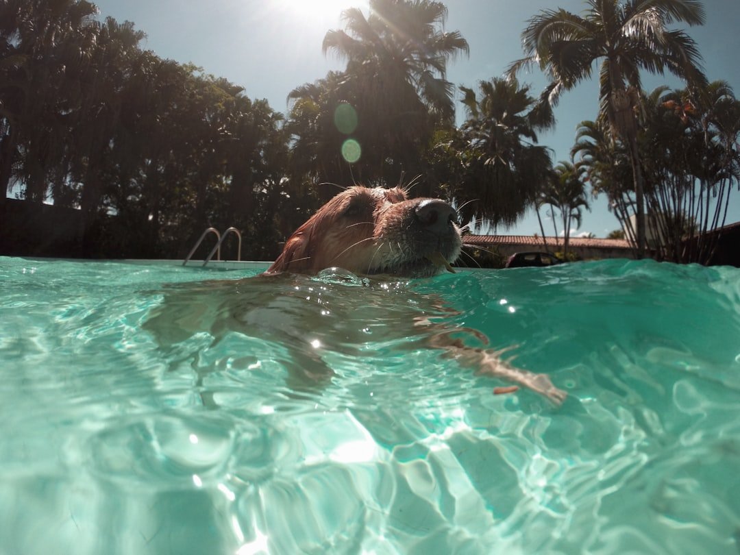 Dog enjoying a summer swim in a lake