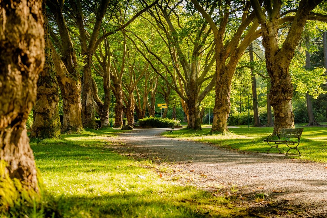 Greenbelt path running through lush green park