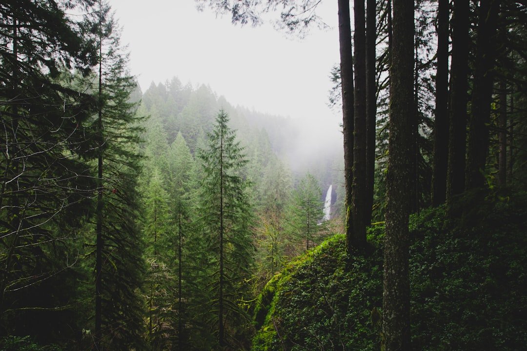 Camping tent set up in Oregon pine forest
