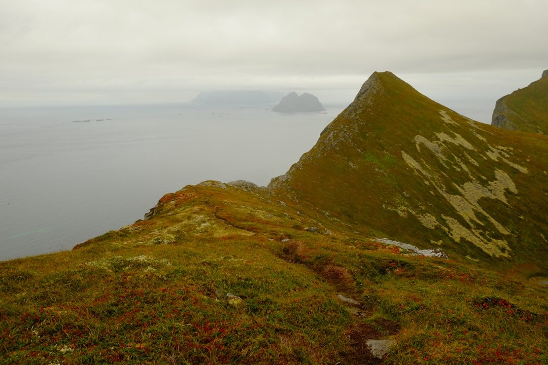 Coastal hiking trail through meadow