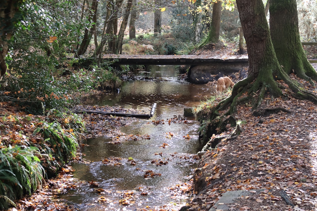Golden retriever drinking water on a hiking trail