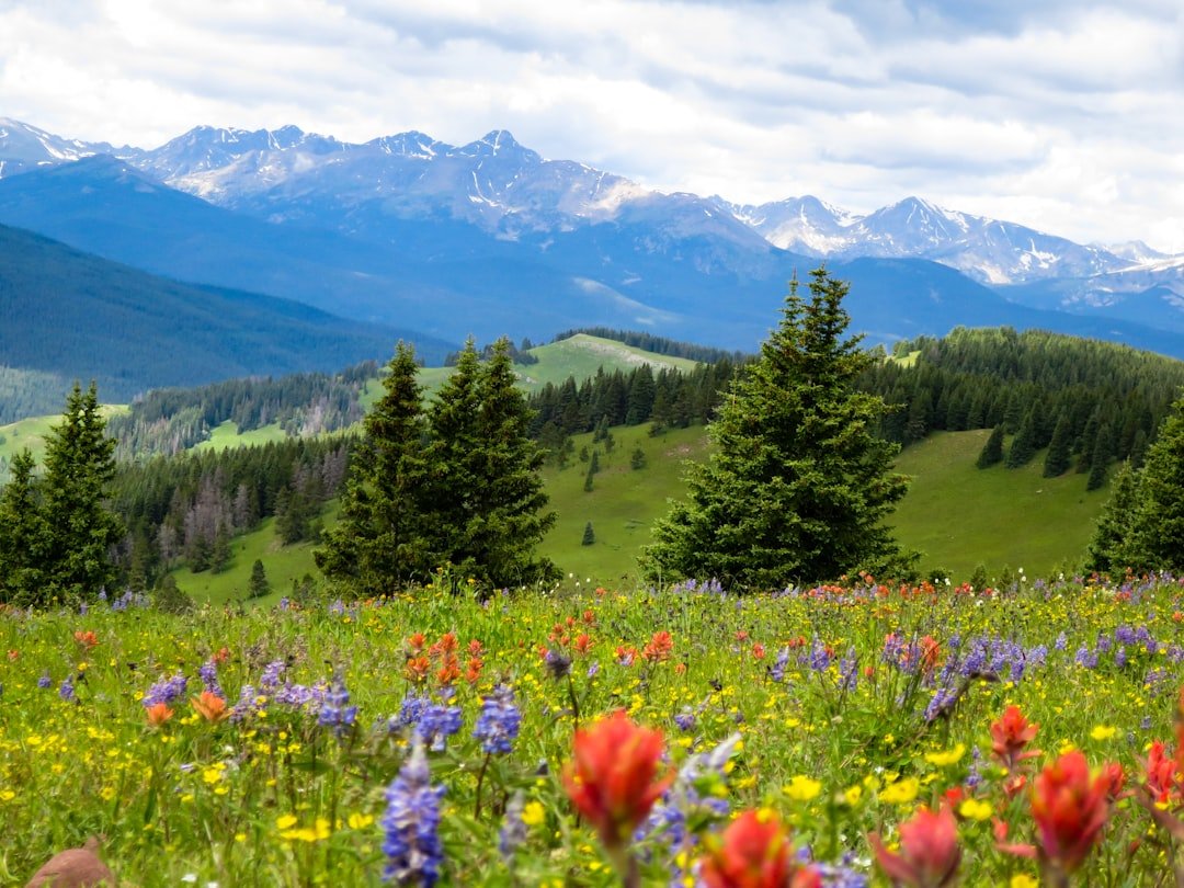 Wildflower meadow blooming near mountain slopes