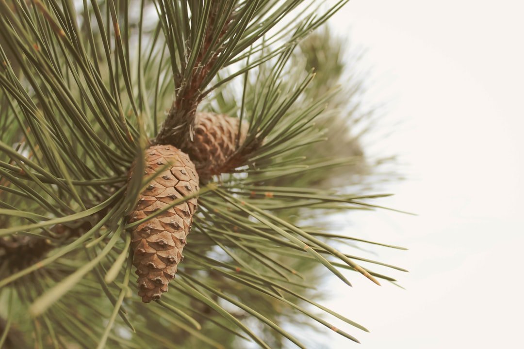 Ancient bristlecone pine tree with twisted branches