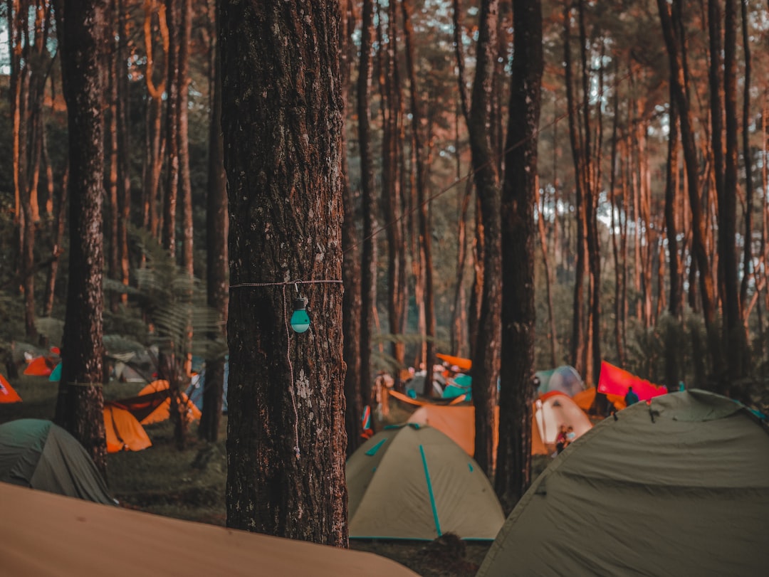 Tarp shelter camp setup in the forest