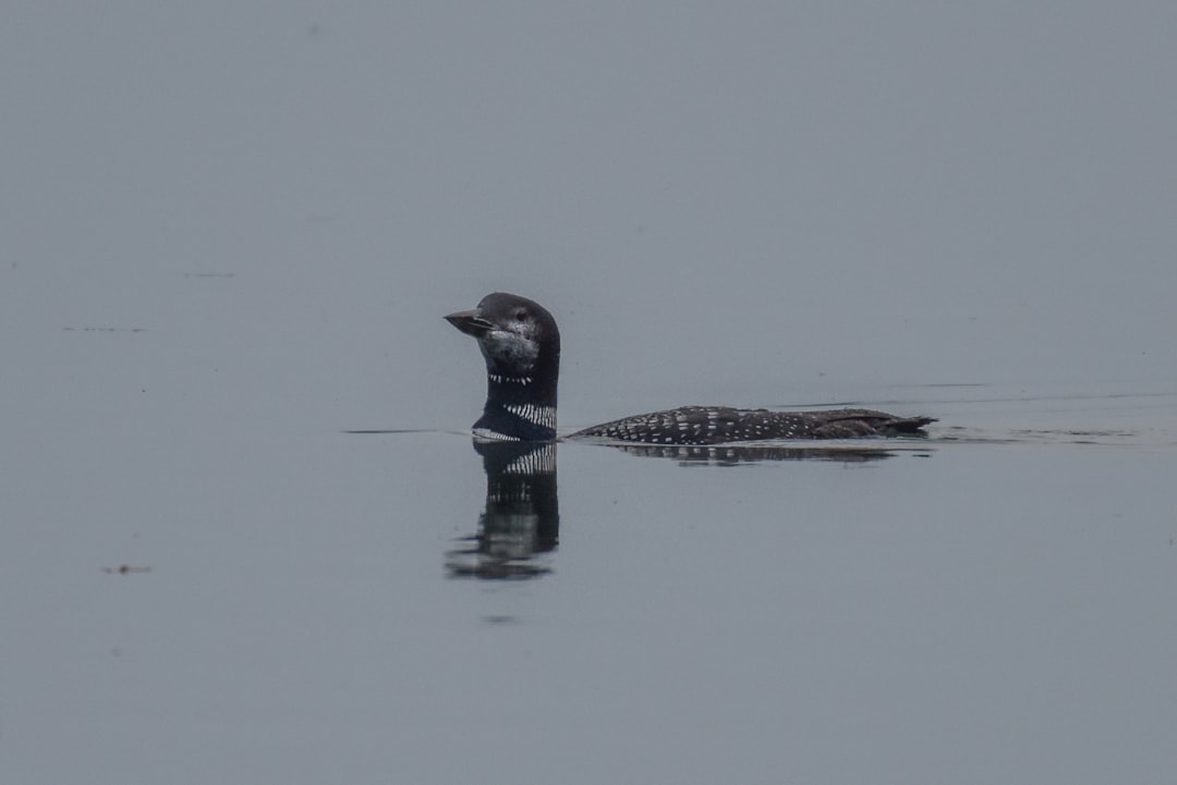 Common loon swimming on a calm northern lake at dawn