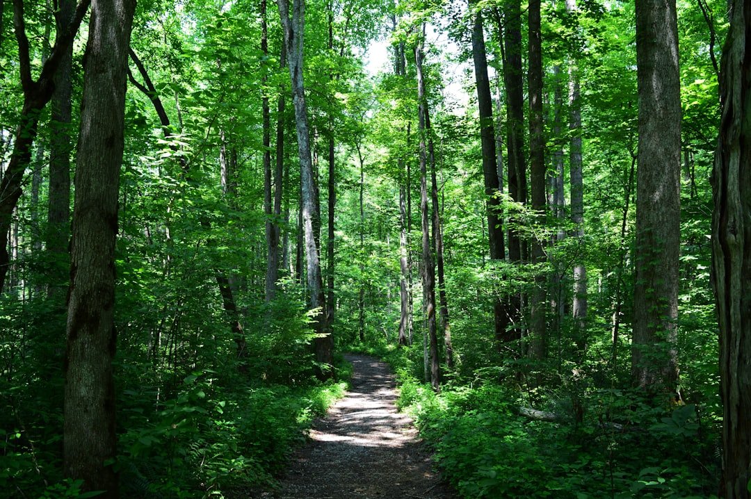 Catskills forest hiking trail