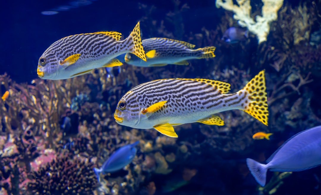 Colorful fish and coral underwater snorkeling scene