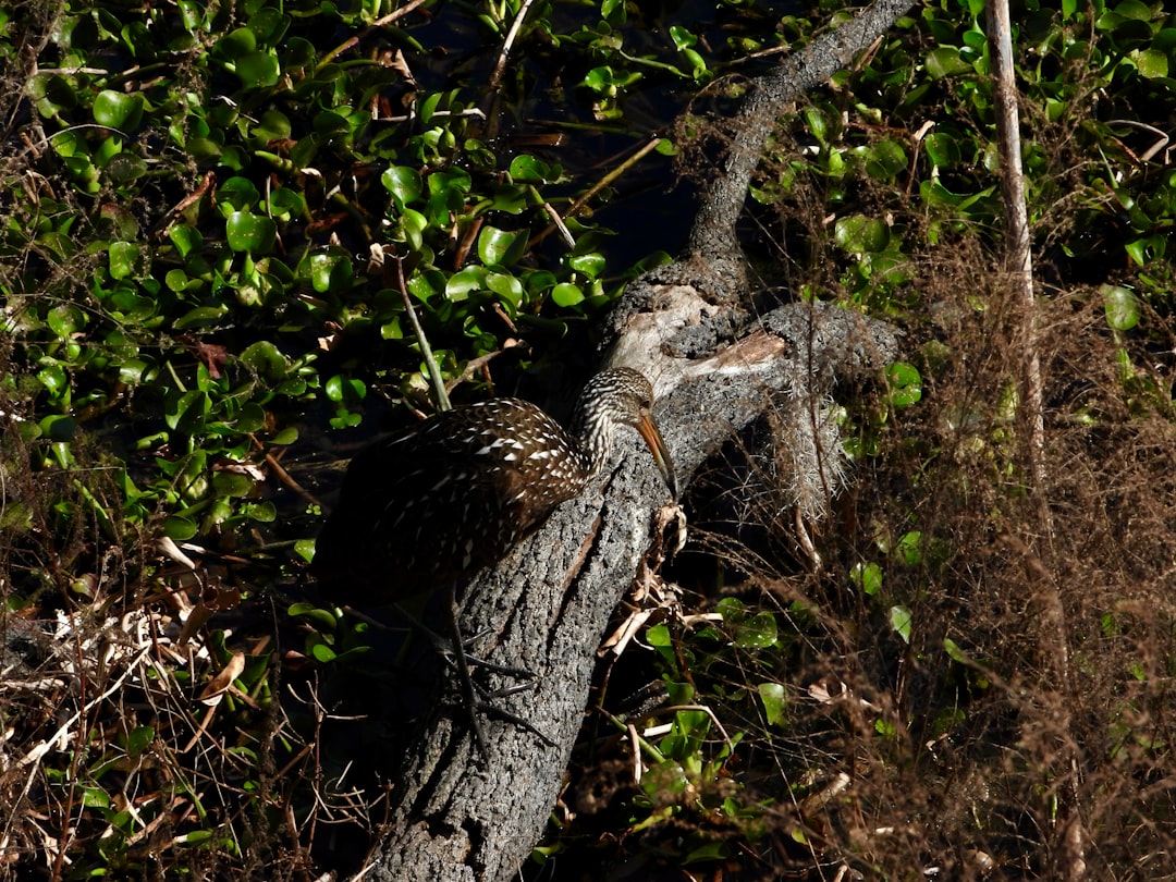 Florida wetland birds in their natural habitat