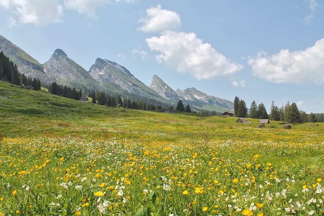 Alpine wildflowers in full bloom across mountain meadow