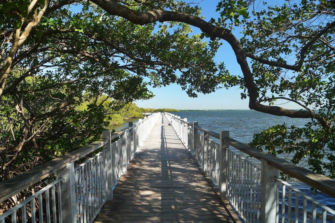 Wooden boardwalk through Florida mangrove forest