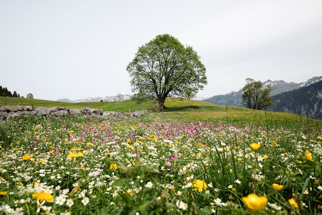 Alpine wildflowers blooming in a subalpine meadow