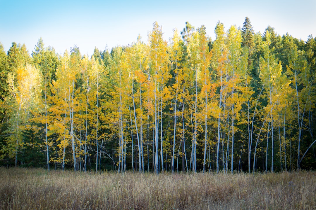 Golden aspen trees along a Yellowstone creek in autumn