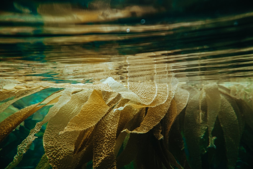 Underwater kelp forest ecosystem