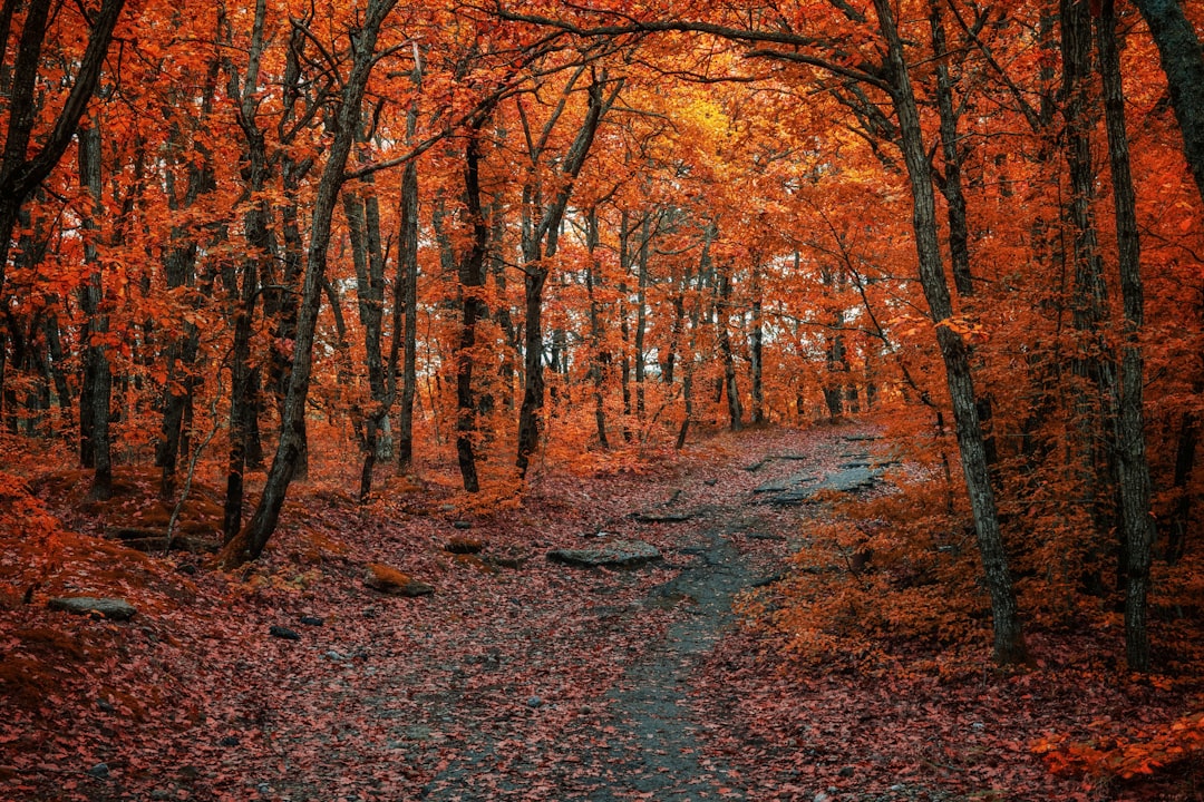 Hiking trail through vibrant fall colors in Blue Ridge forest