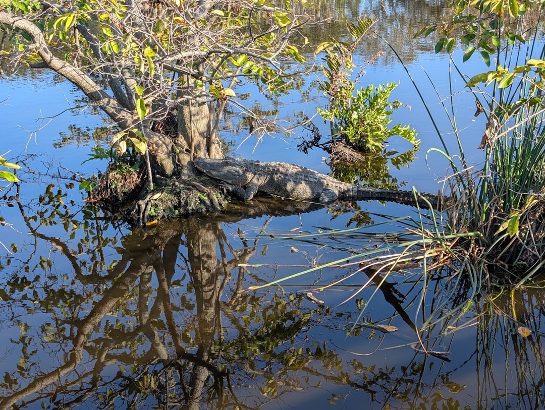 Alligator in Florida wetland environment