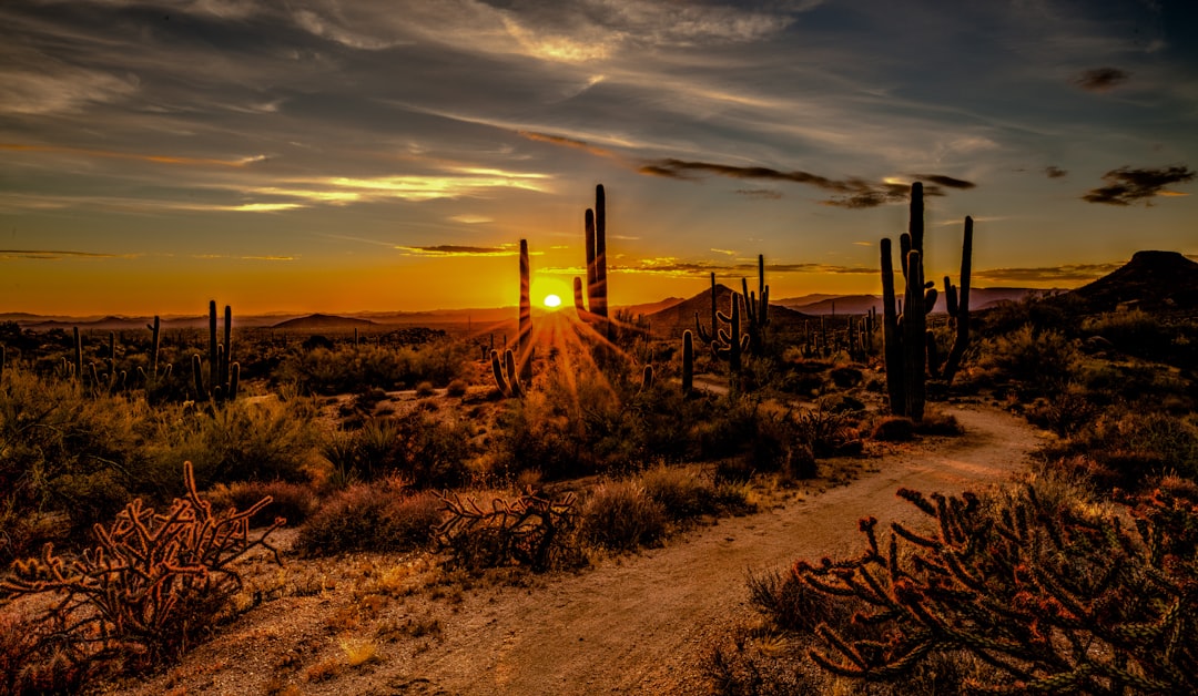 Saguaro cactus silhouetted against a monsoon sunset in the Sonoran Desert