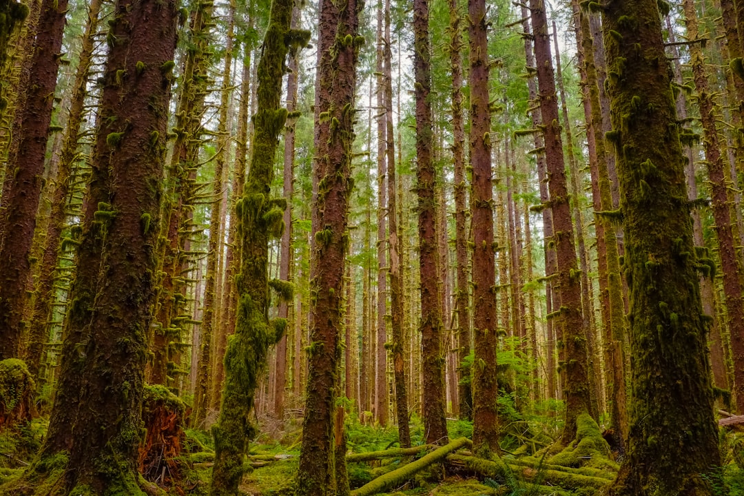 Hoh Rainforest moss-draped trees in Olympic National Park