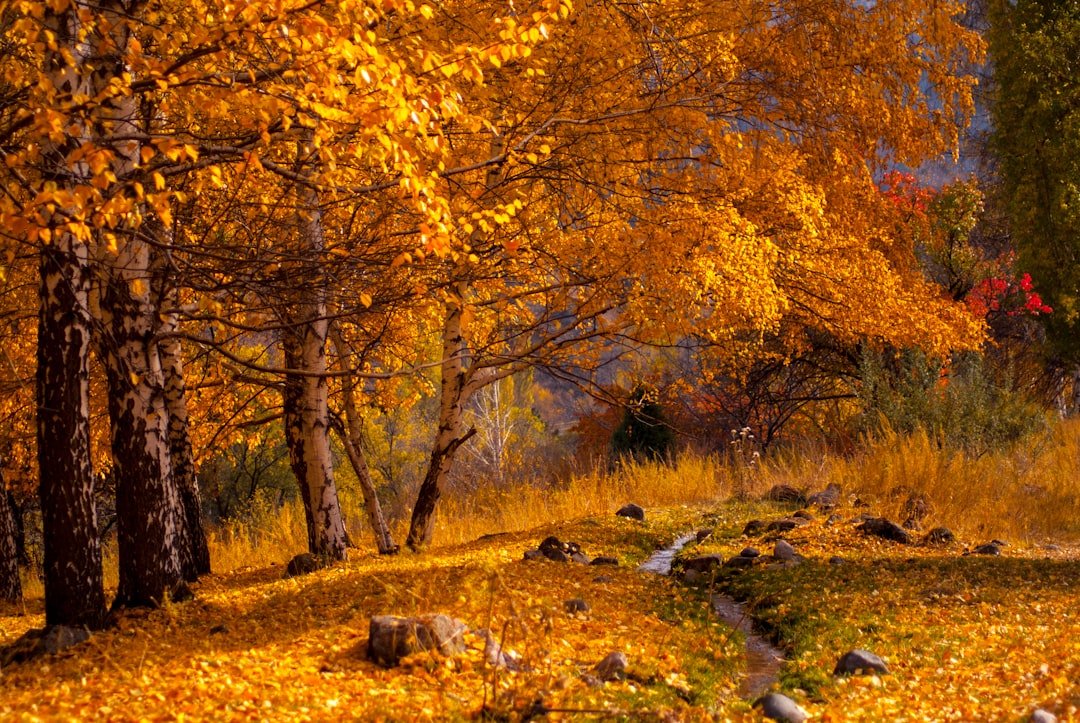 A hiker on a Yellowstone trail surrounded by fall colors